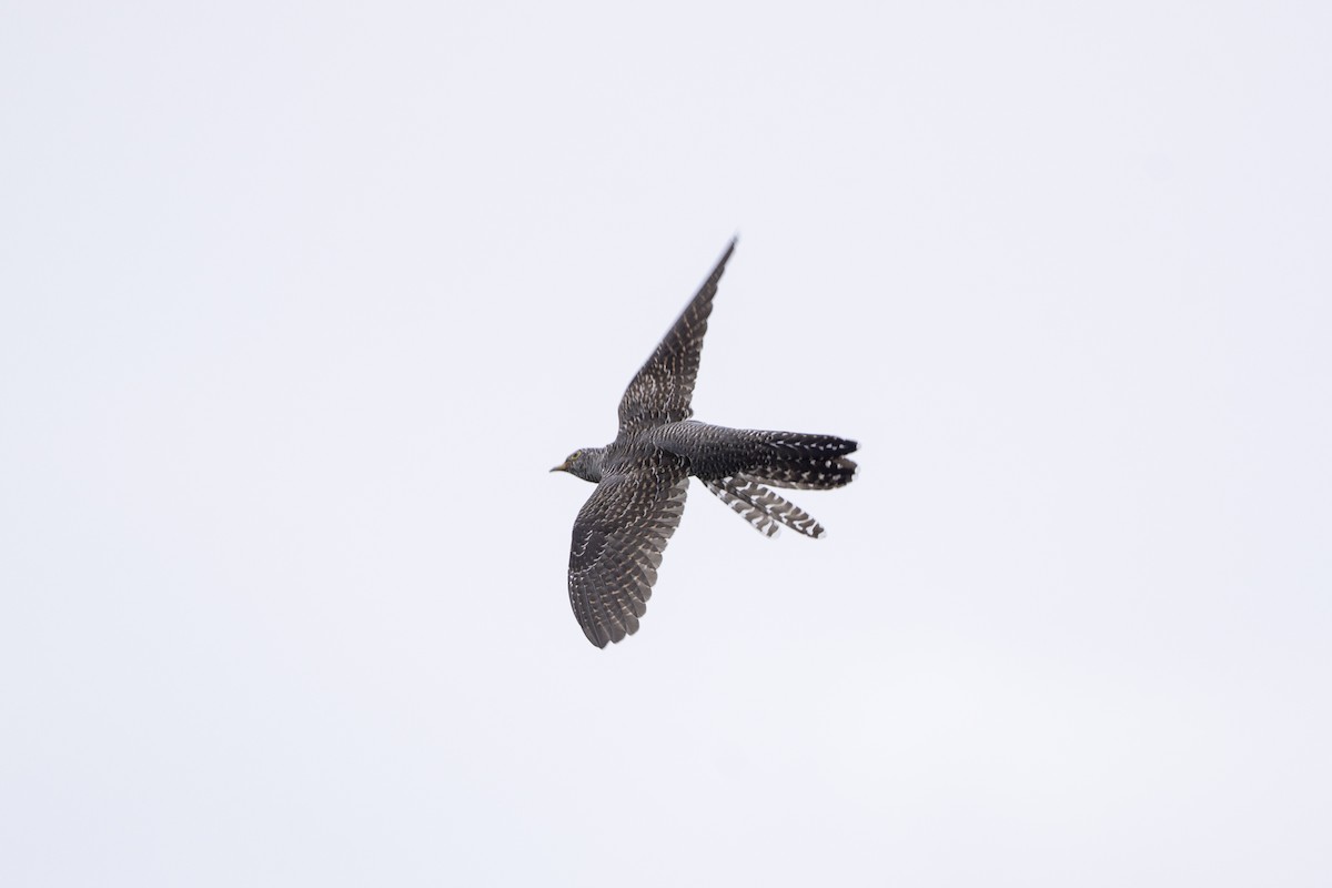 Common Cuckoo - ML642311652