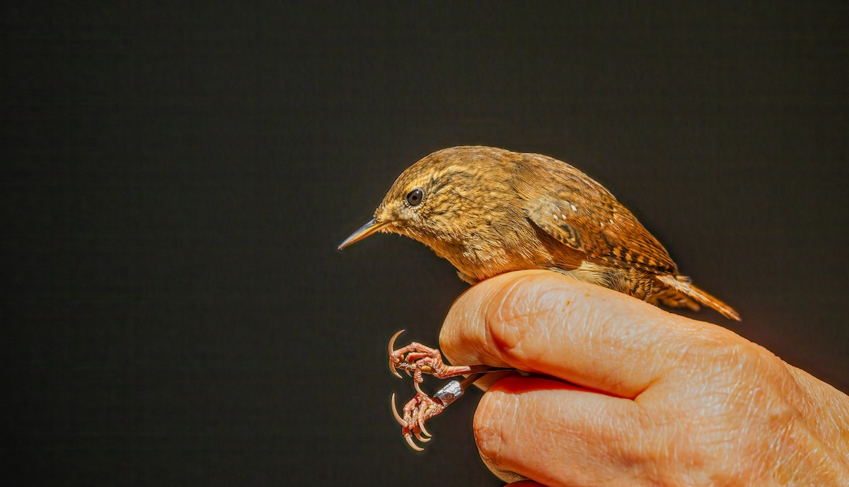 Winter Wren - ML642311653