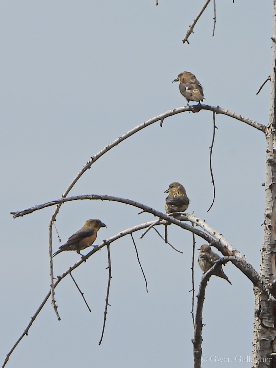 Red Crossbill - ML642311655