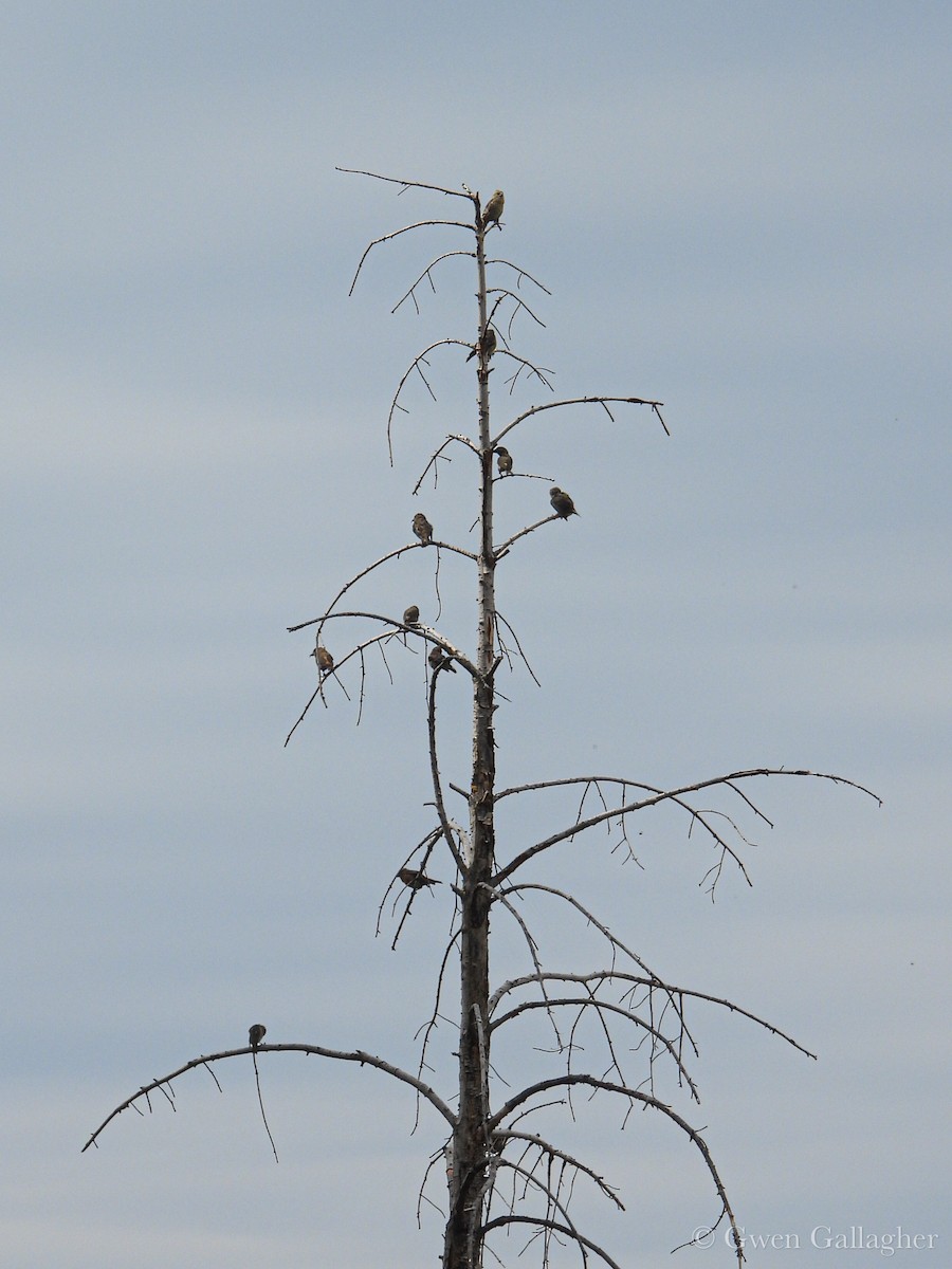 Red Crossbill - ML642311656