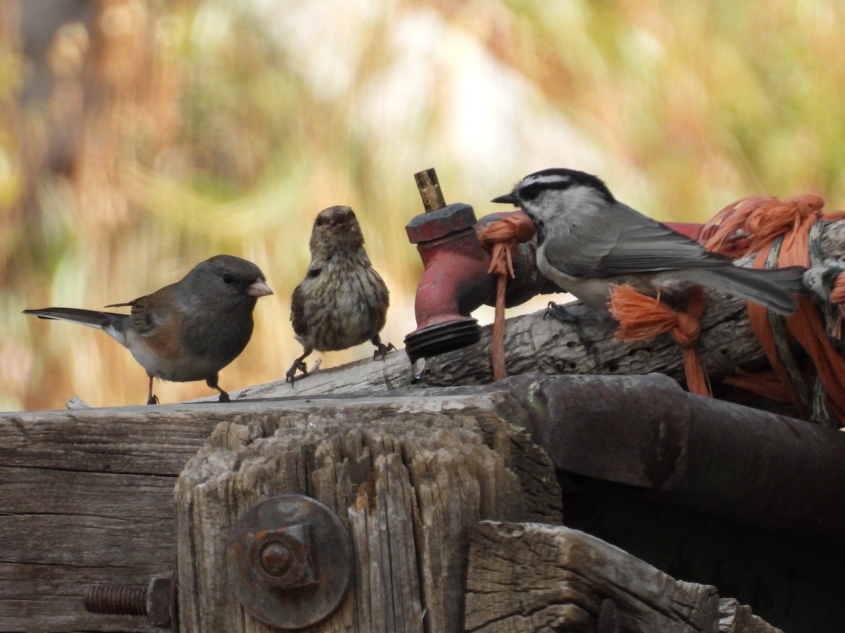 Mountain Chickadee - ML642311658