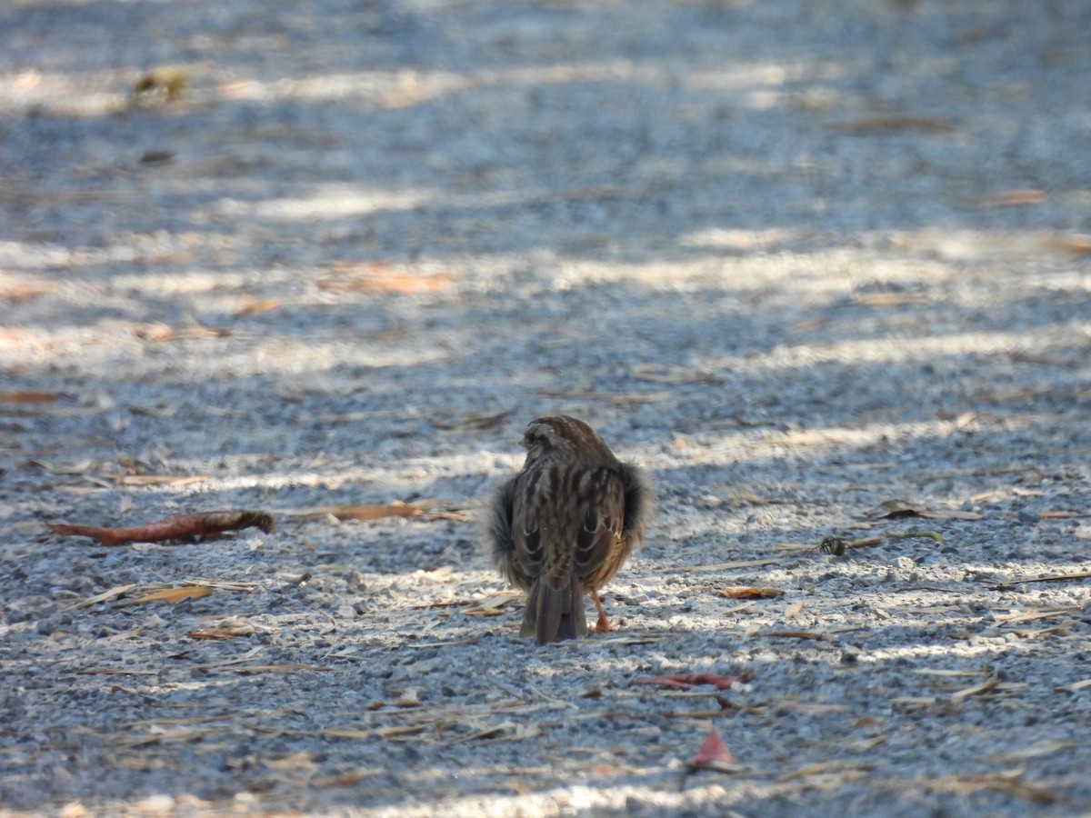 Song Sparrow - ML642311659