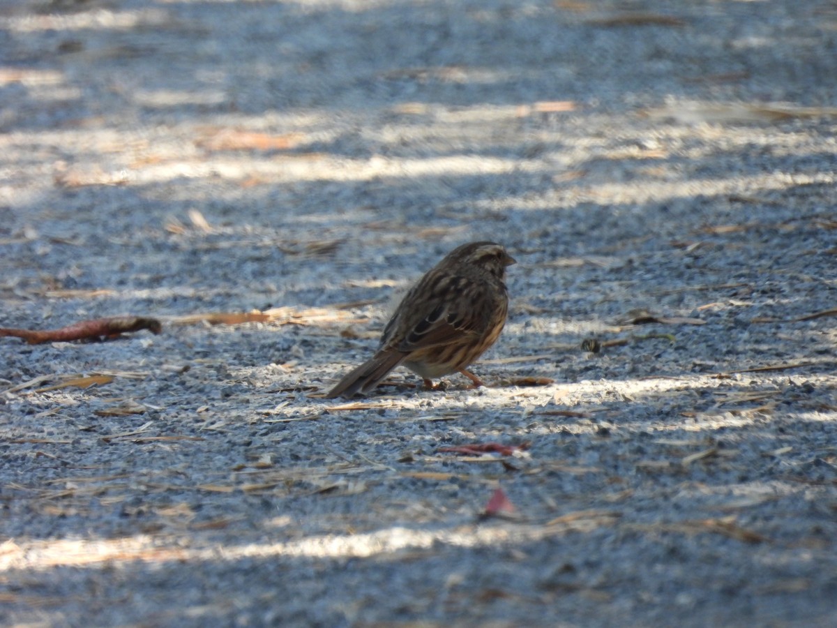 Song Sparrow - ML642311660
