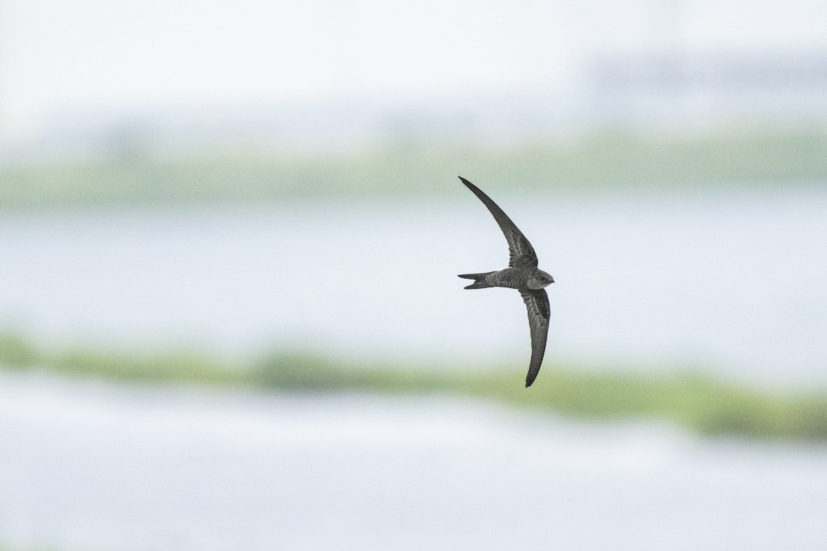Pacific Swift - ML642311663