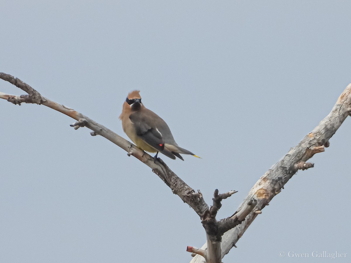 Cedar Waxwing - ML642311664