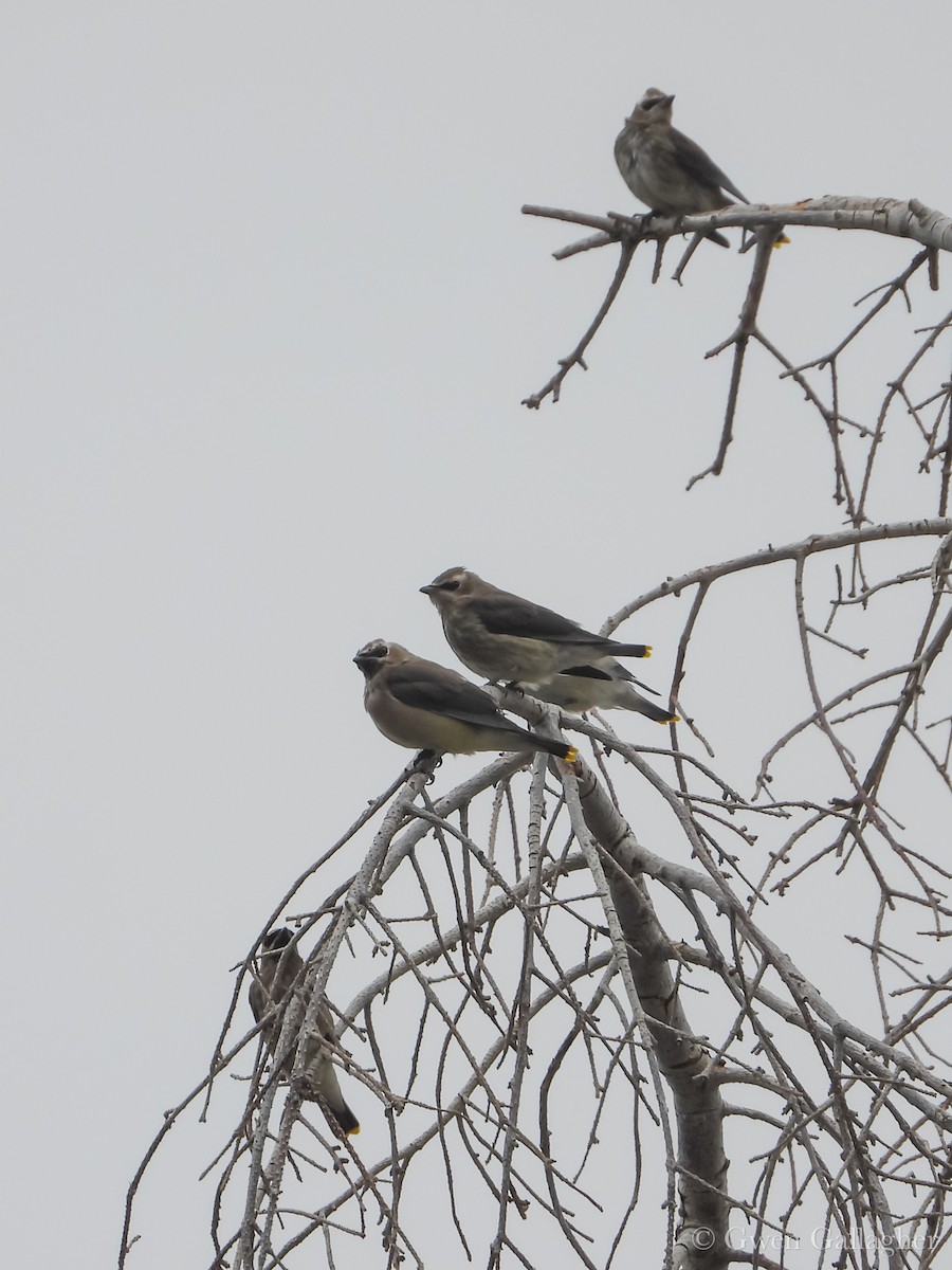 Cedar Waxwing - ML642311665