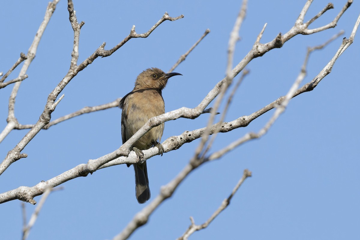 Dusky Myzomela - ML642311666