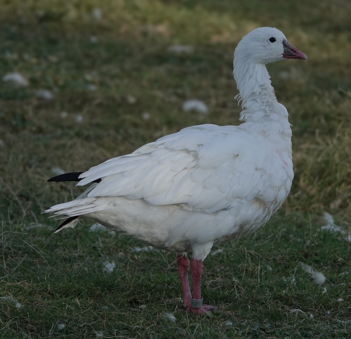 Ross's Goose - ML642311668