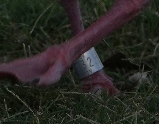 Ross's Goose - ML642311676