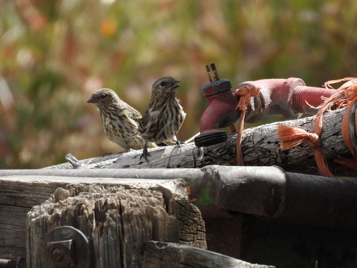 Pine Siskin - ML642311680