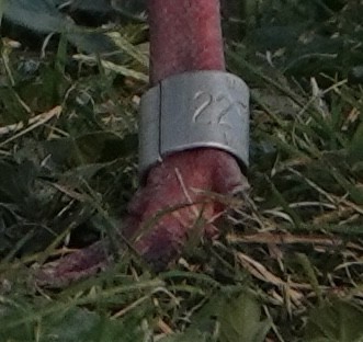 Ross's Goose - ML642311681