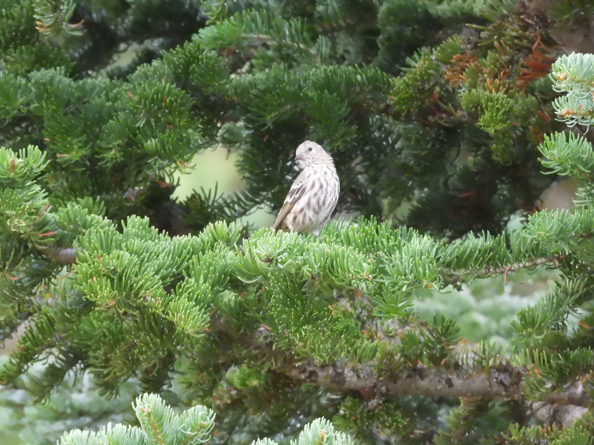 Pine Siskin - ML642311682