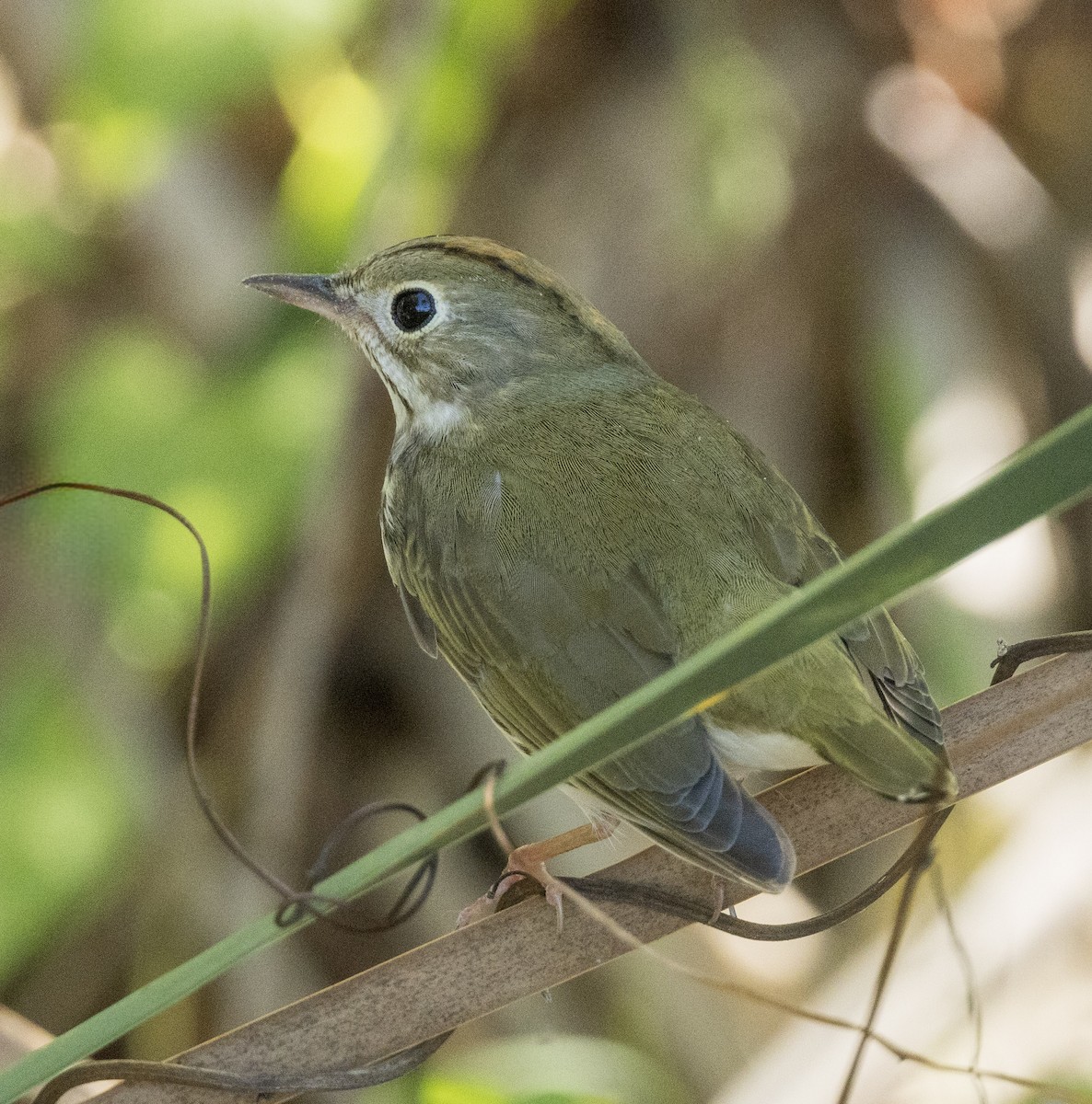 Paruline couronnée - ML642311686