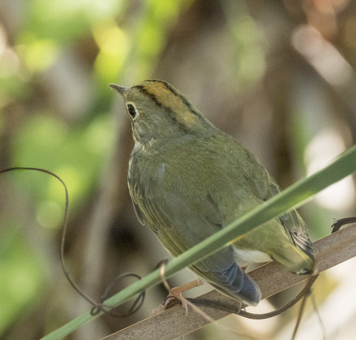 Paruline couronnée - ML642311687