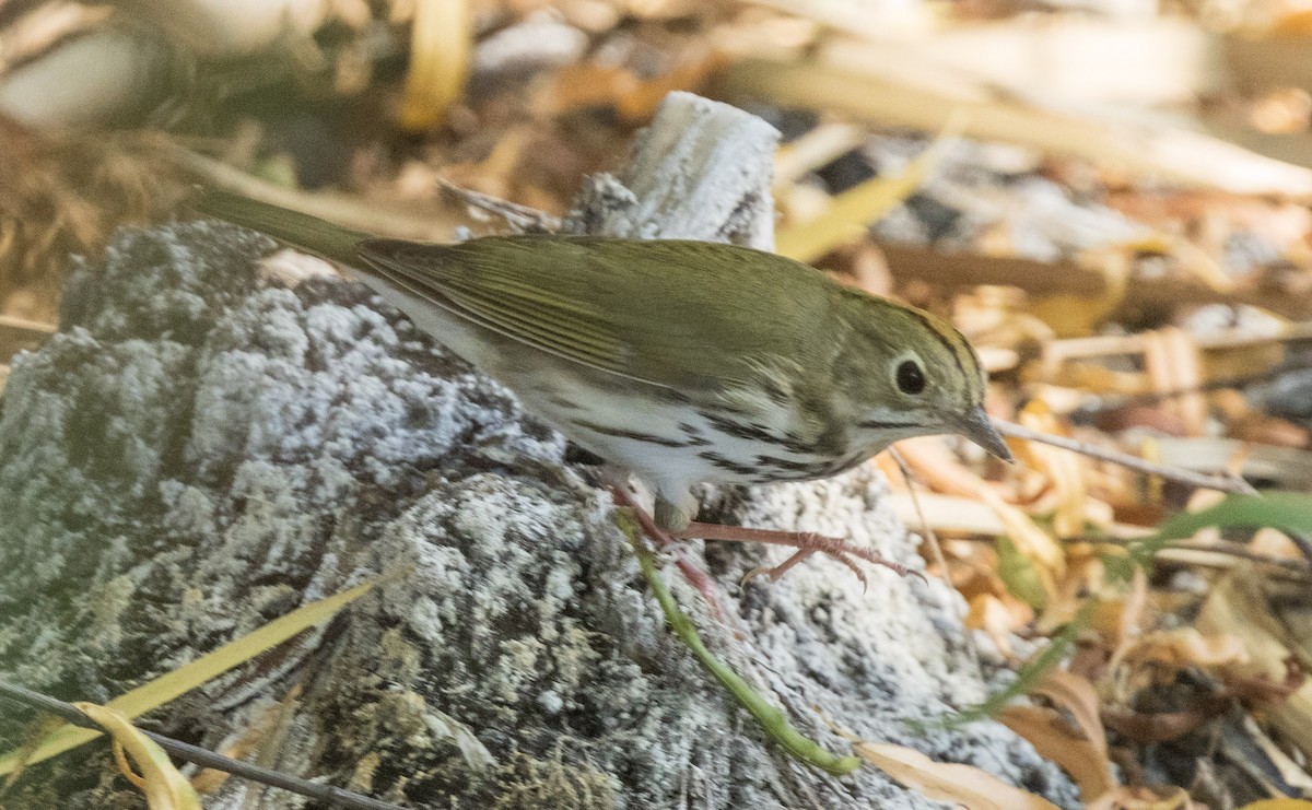 Paruline couronnée - ML642311689