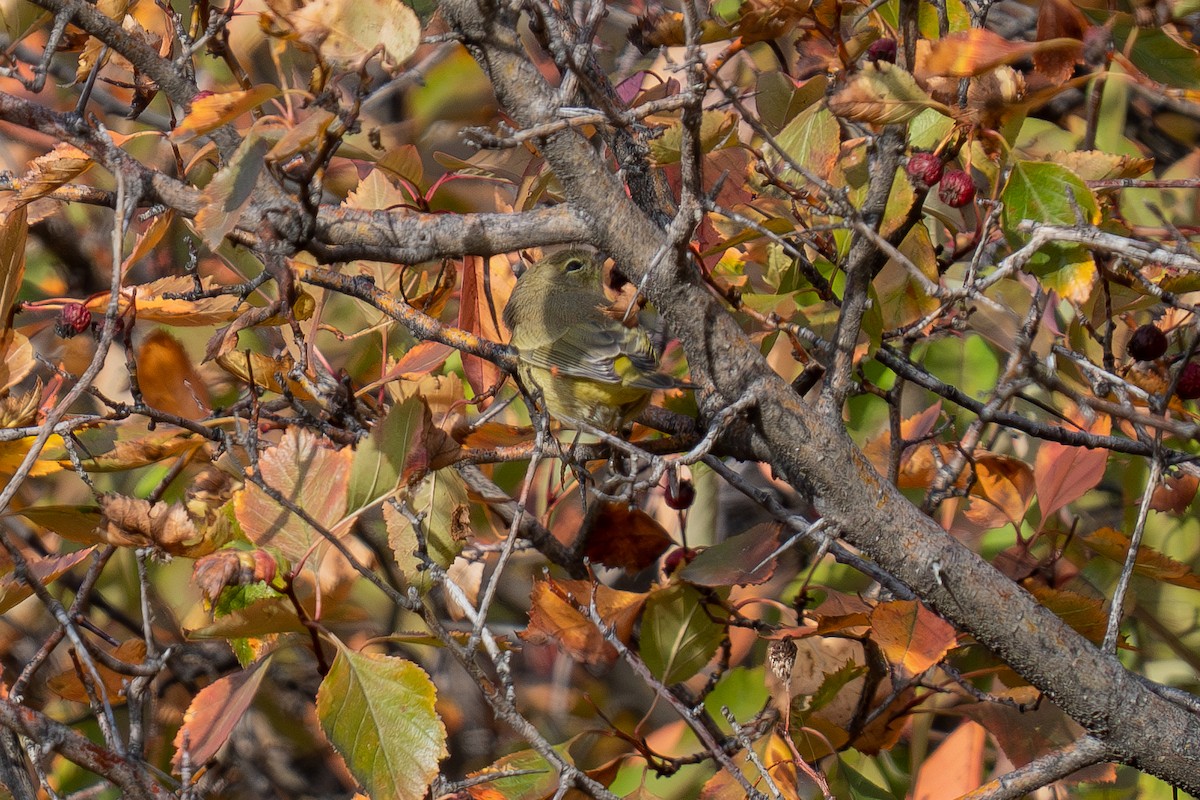 Orangefleck-Waldsänger - ML642311721