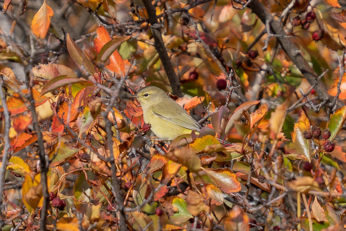 Orangefleck-Waldsänger - ML642311722