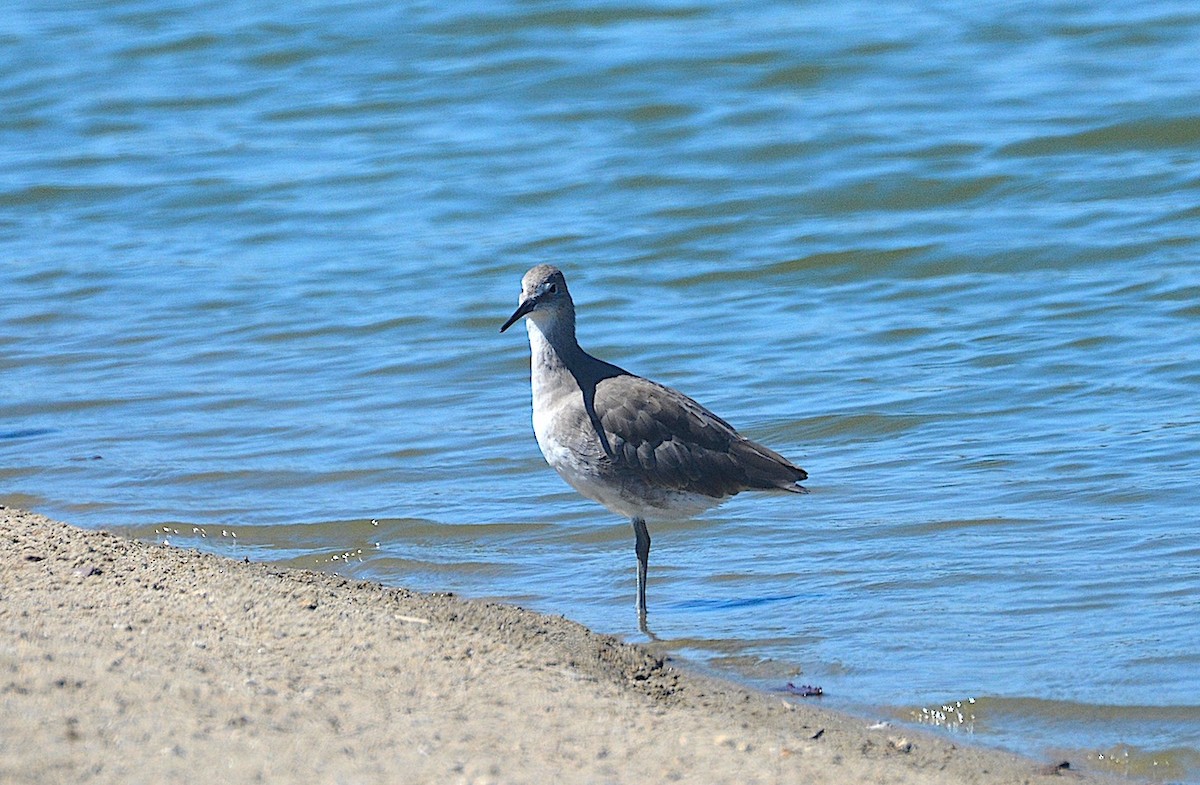 willetsnipe - ML642311725