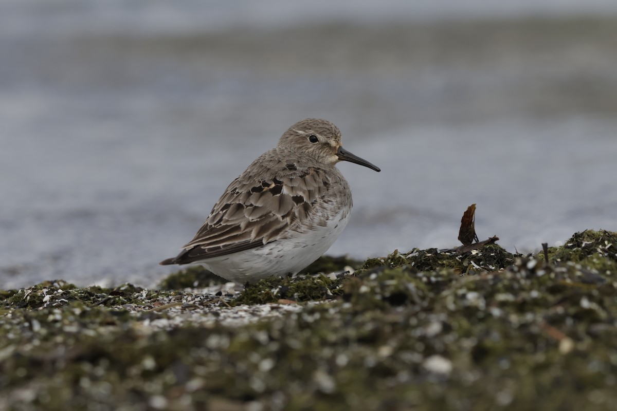 Weißbürzel-Strandläufer - ML642311731