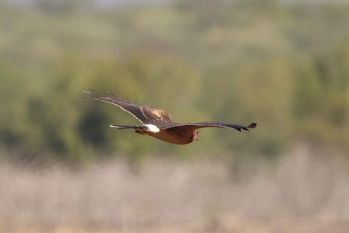 Northern Harrier - ML642311755