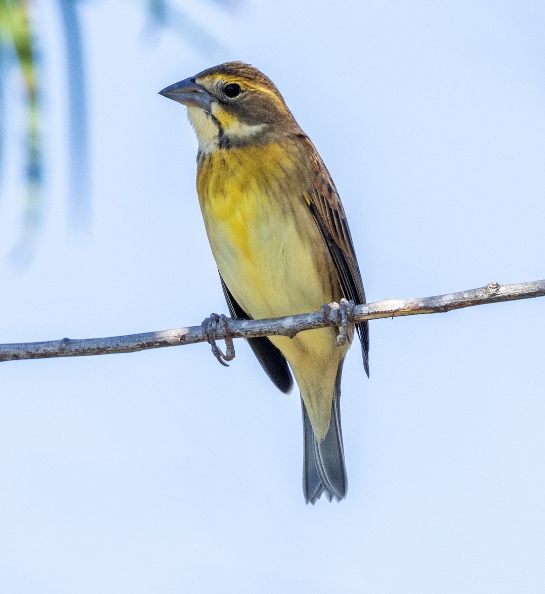 Dickcissel - ML642311761