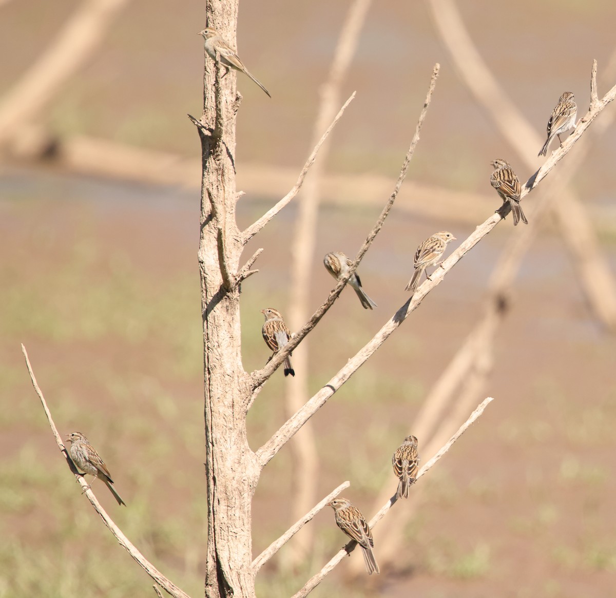 Brewer's Sparrow - ML642311763