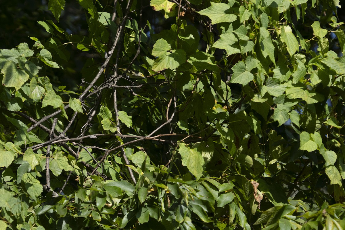 White-eyed Vireo - ML642311765