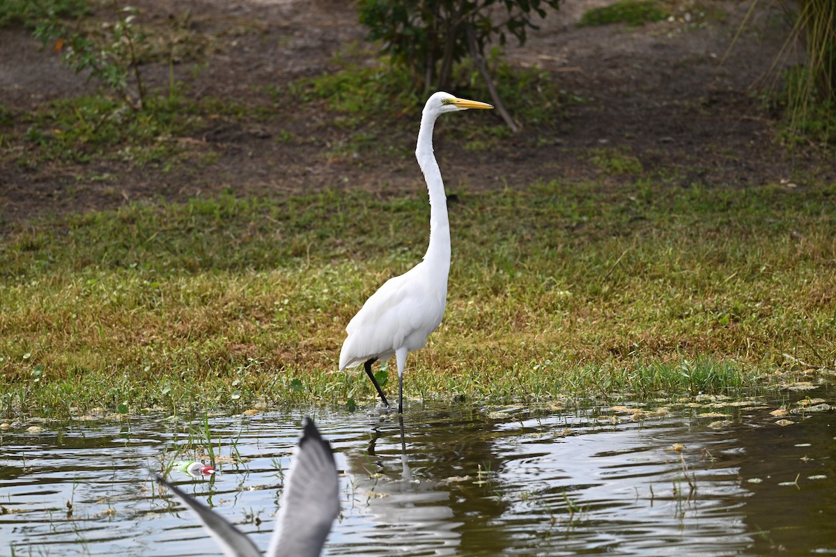 Great Egret - ML642311766