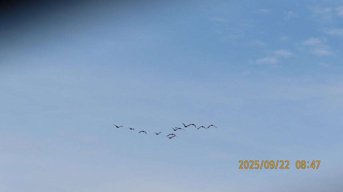 Canada Goose - ML642311767