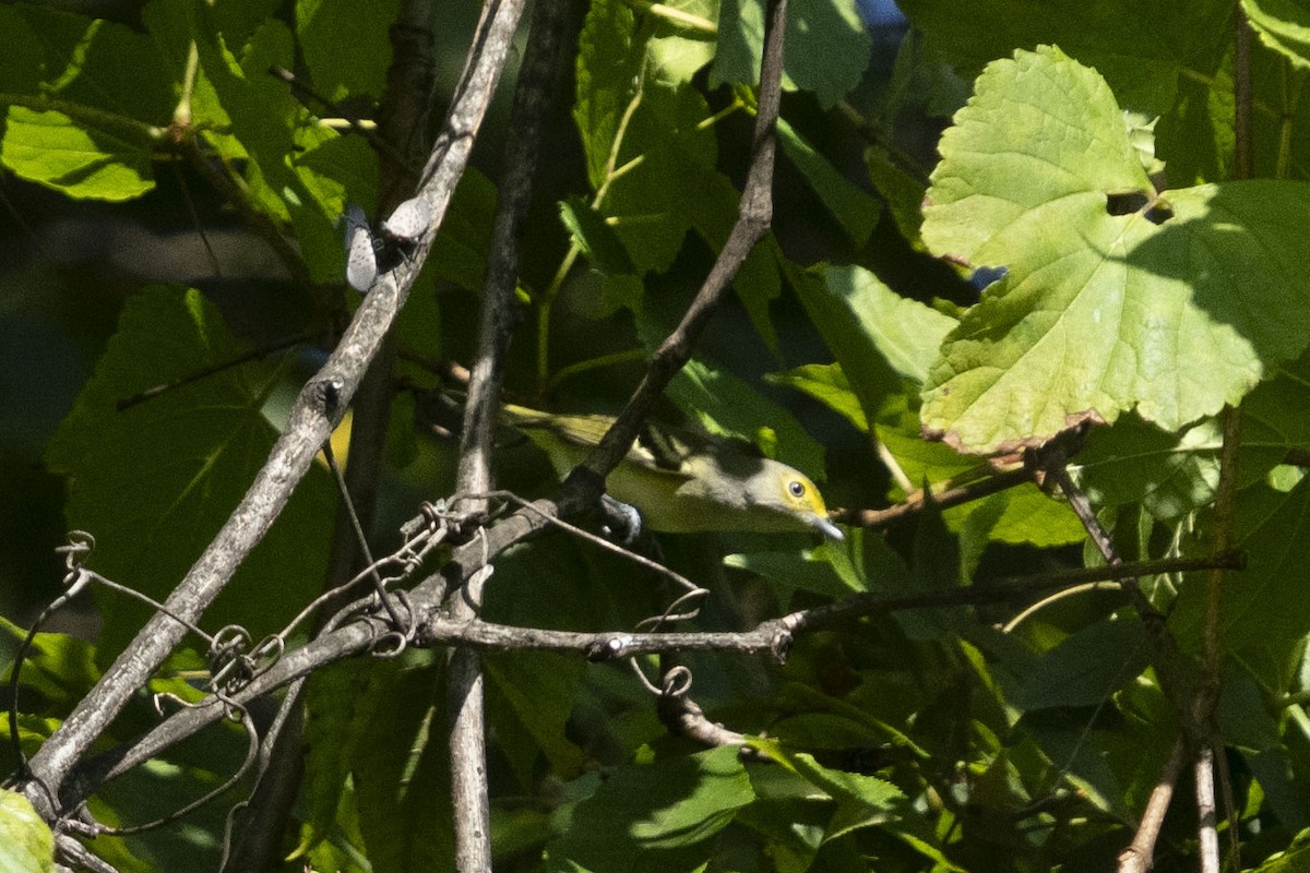 White-eyed Vireo - ML642311768
