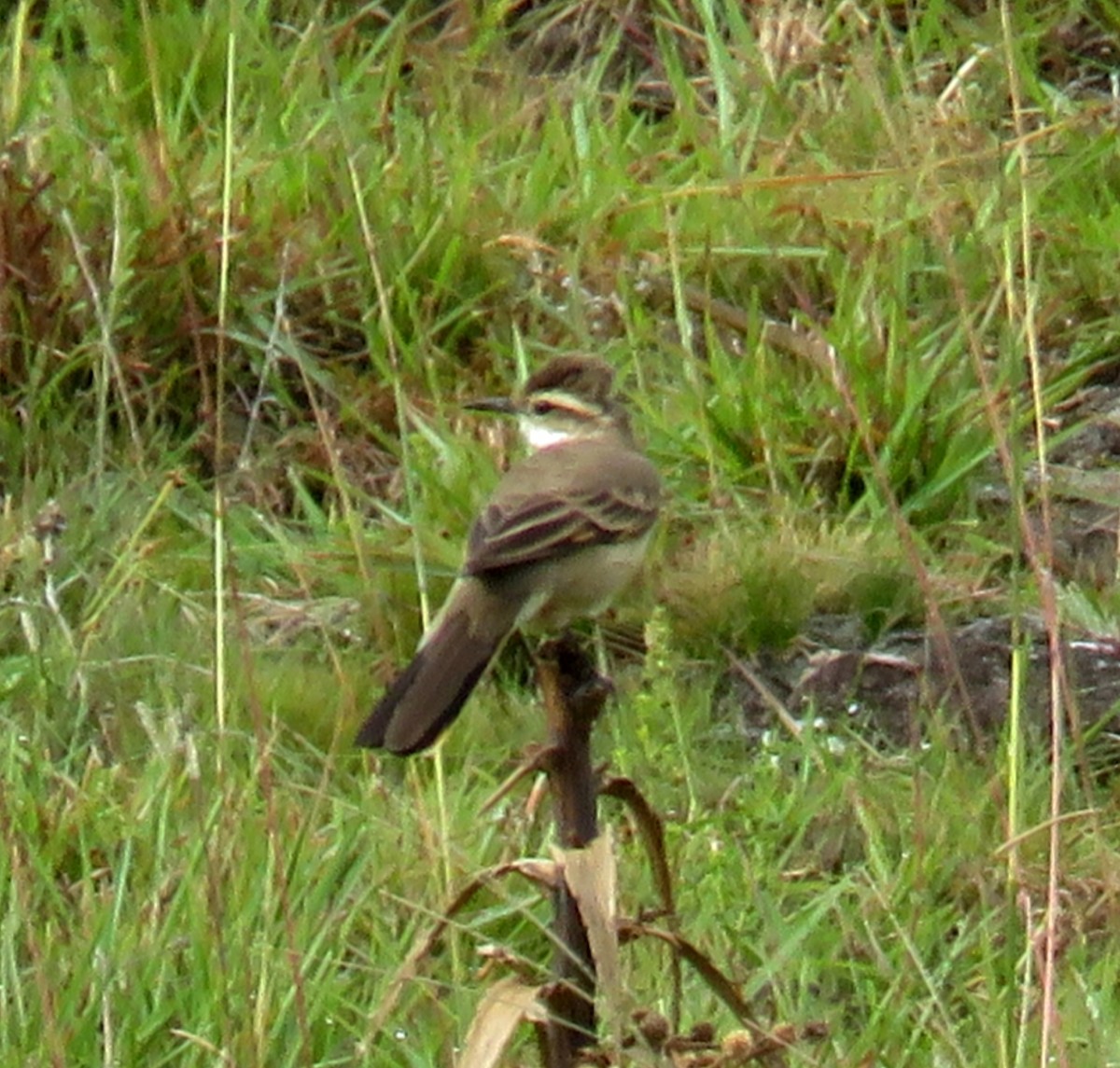 Long-tailed Cinclodes (Long-tailed) - ML642311771