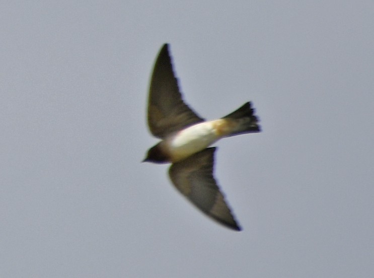 Cliff Swallow - ML642311772