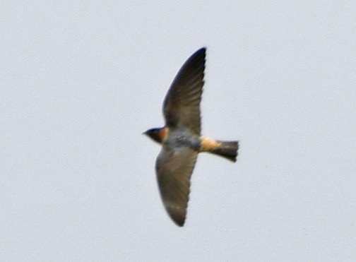 Cliff Swallow - ML642311773