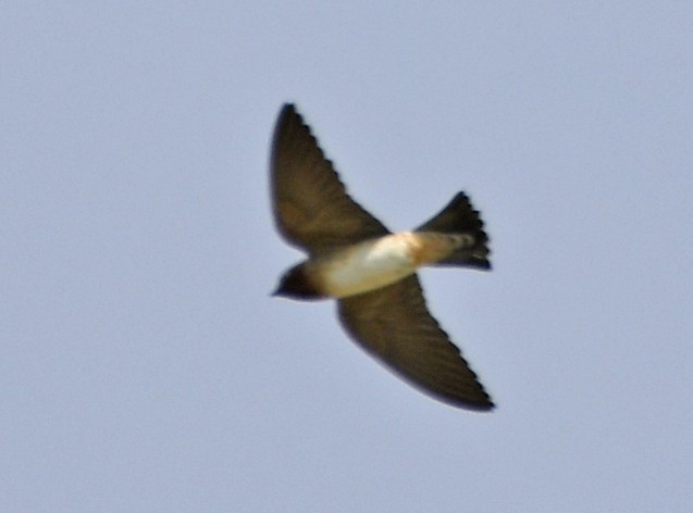 Cliff Swallow - ML642311774