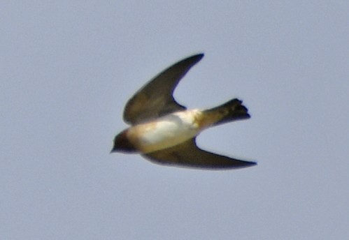Cliff Swallow - ML642311775