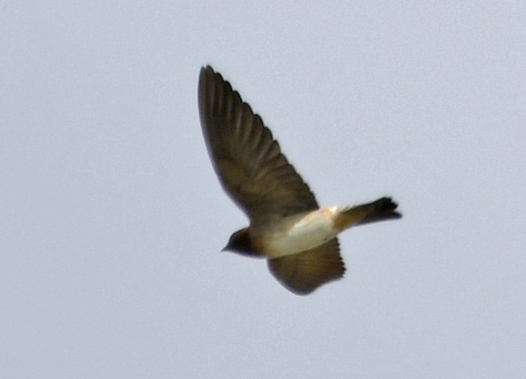Cliff Swallow - ML642311776