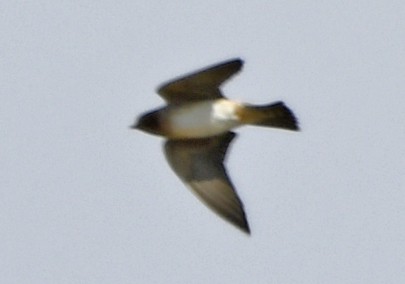 Cliff Swallow - ML642311777