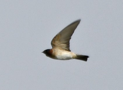 Cliff Swallow - ML642311778