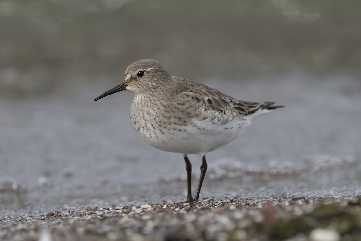 White-rumped Sandpiper - ML642311781
