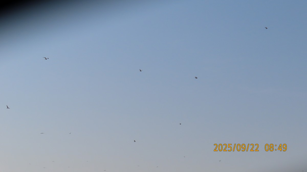gull sp. - ML642311795