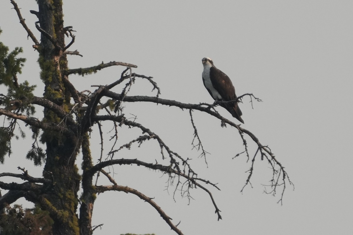 Osprey - ML642311796