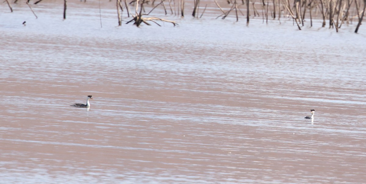 Western/Clark's Grebe - ML642311801