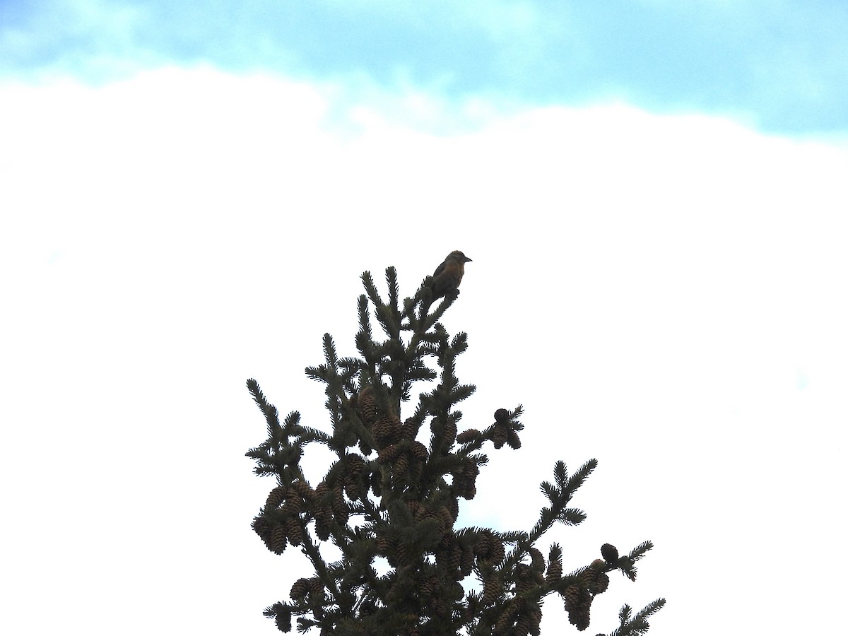 Red Crossbill - ML642311803