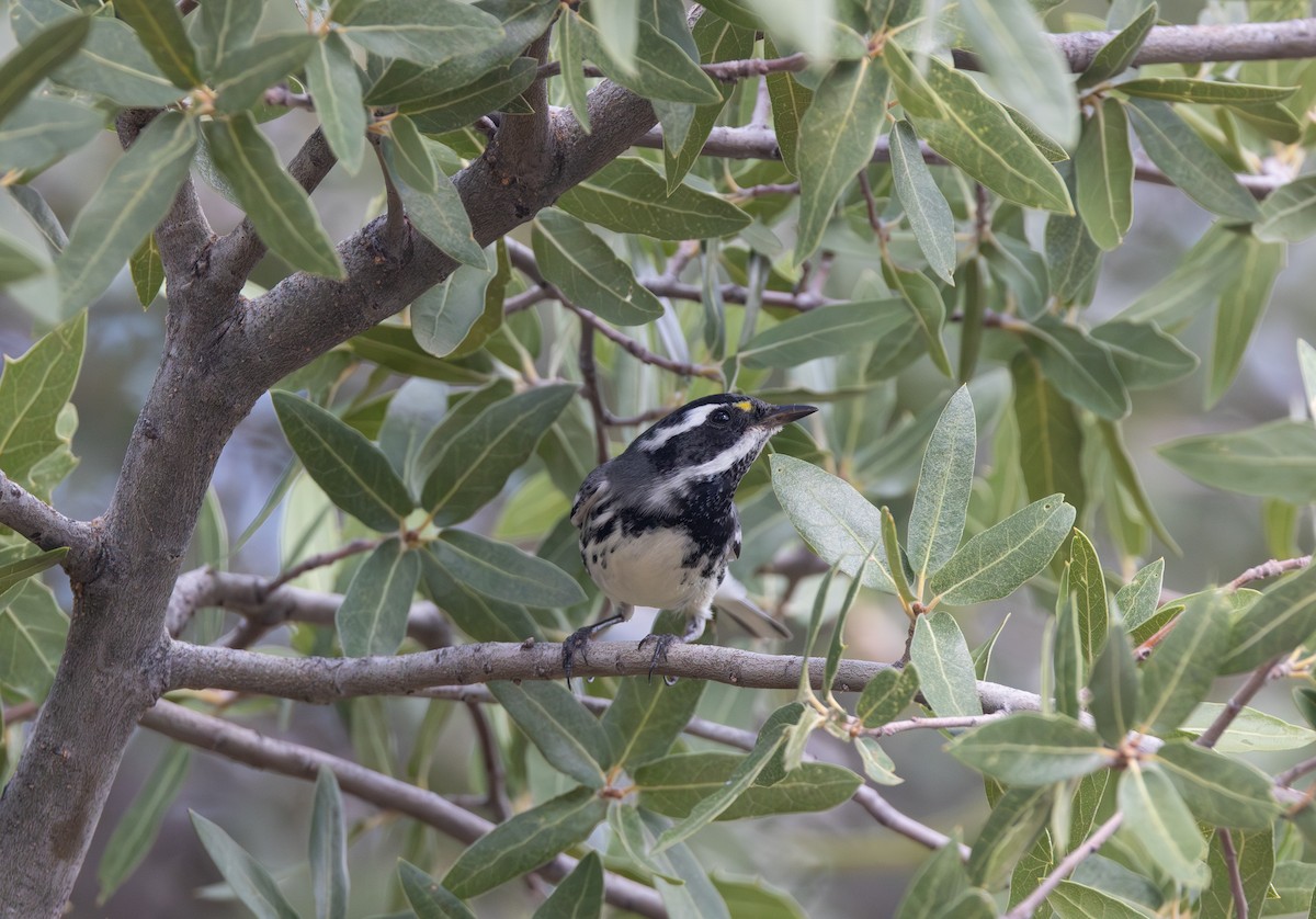 Black-throated Gray Warbler - ML642311804