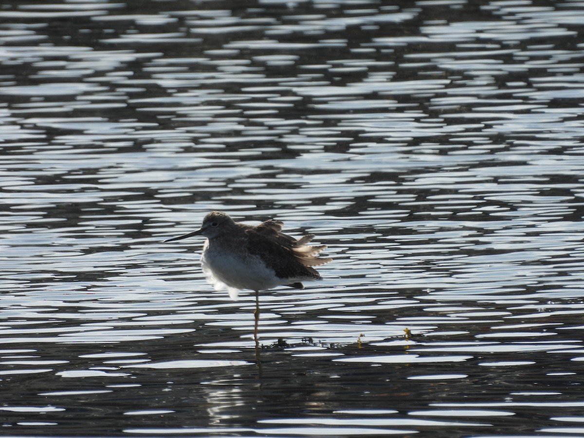 Lesser Yellowlegs - ML642311805