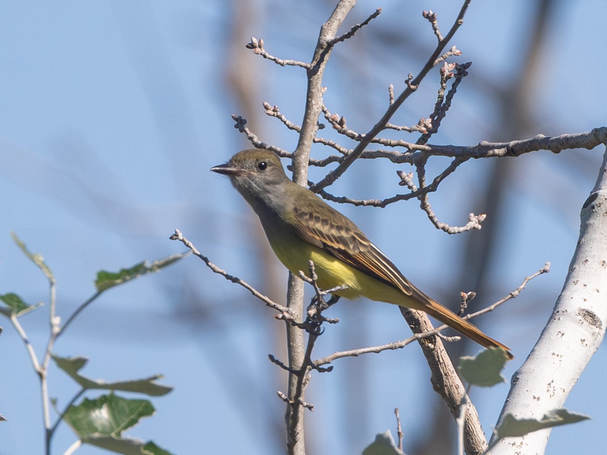 Great Crested Flycatcher - ML642311809