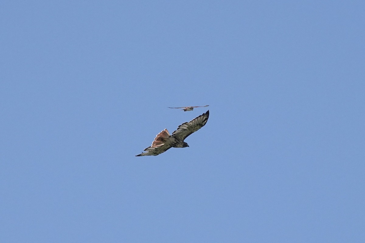 Red-tailed Hawk - ML642311810