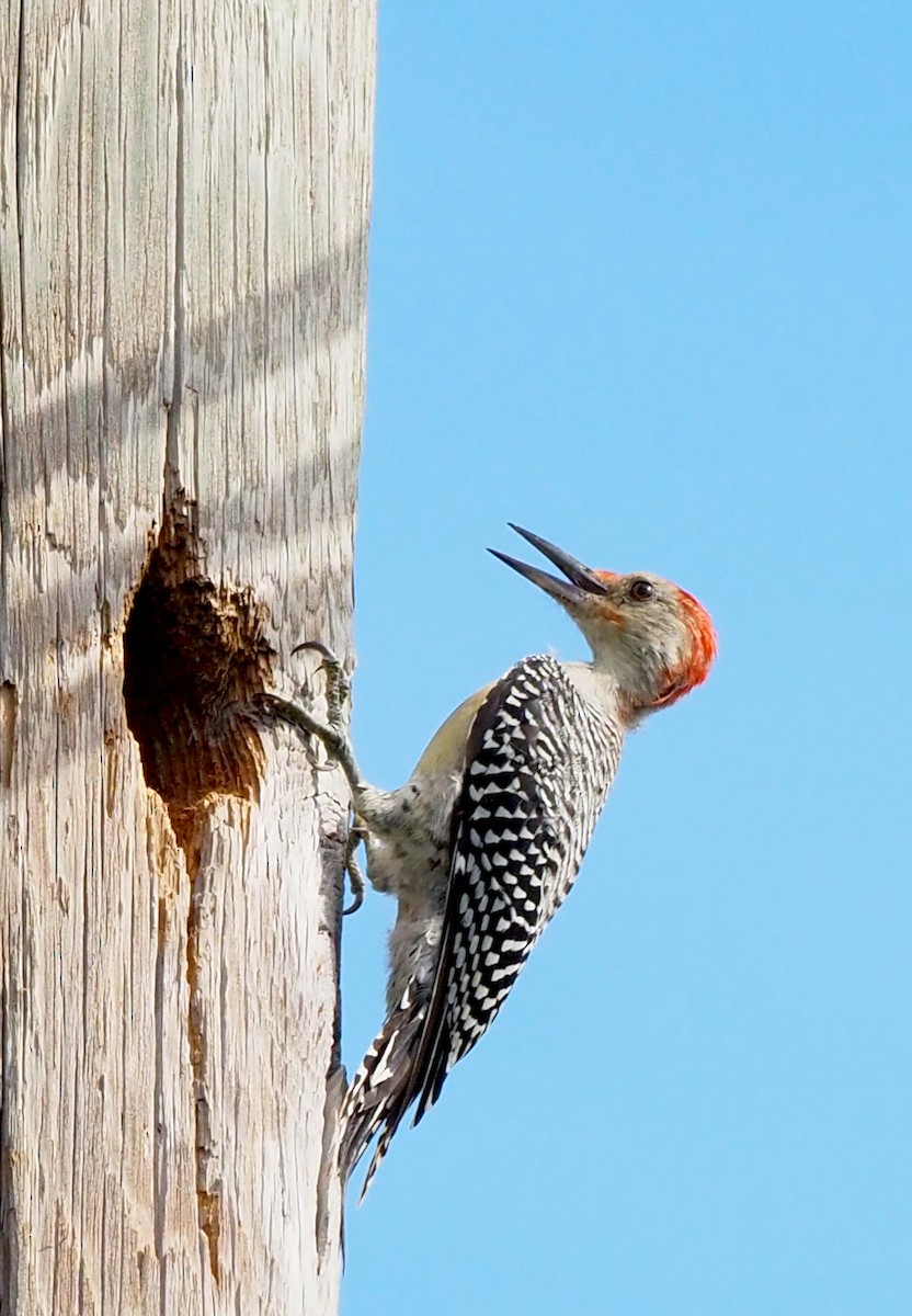 Red-bellied Woodpecker - ML642311811