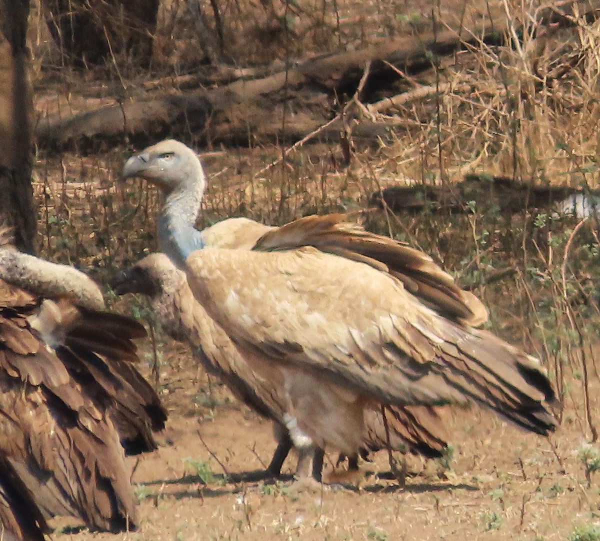 Cape Griffon - ML642311816