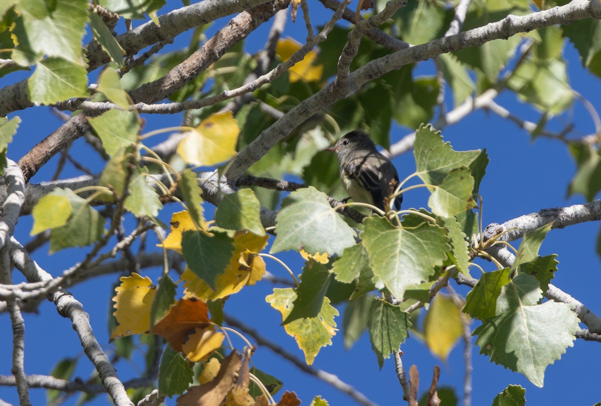 Northern Beardless-Tyrannulet - ML642311831